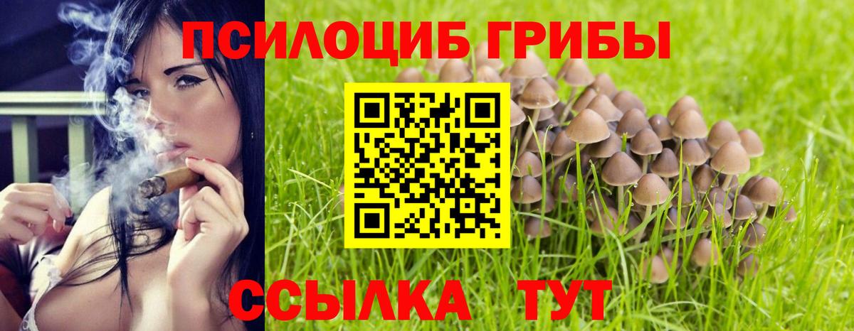 где продают наркотики  Галлюциногенные грибы Cubensis  Вход с VPN  Курганинск 